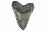 Huge, Fossil Megalodon Tooth - South Carolina #226642-2